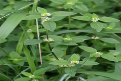 Mitracarpus villosus